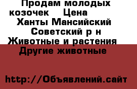 Продам молодых козочек. › Цена ­ 3 000 - Ханты-Мансийский, Советский р-н Животные и растения » Другие животные   